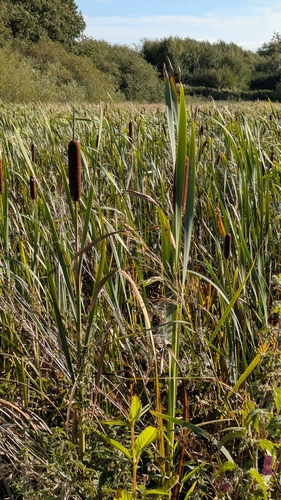 Typha latifolia, photograph 4