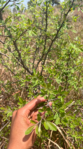 Searsia pyroides, photograph 6