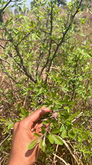 Searsia pyroides, photograph author not stated, no rights reserved