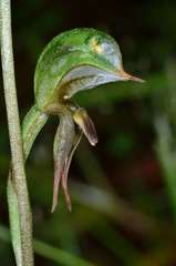 Pterostylis pusilla