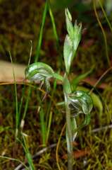 Pterostylis pusilla