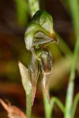 Pterostylis pusilla