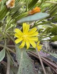 Askellia pygmaea