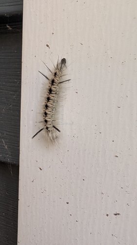 Hickory Tussock Moth