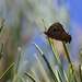Ogyris amaryllis meridionalis - Photo (c) Chris Lindorff, μερικά δικαιώματα διατηρούνται (CC BY), uploaded by Chris Lindorff