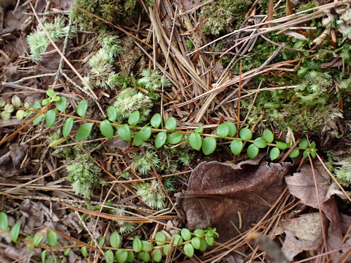 Gaultheria hispidula, photograph 2