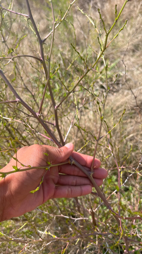 Asparagus laricinus, photograph 2