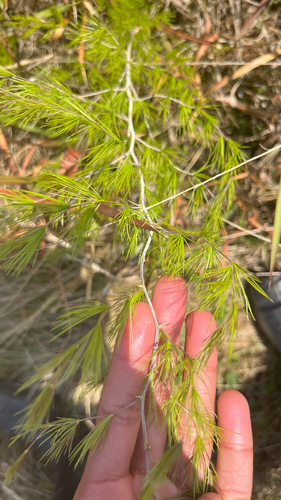 Asparagus laricinus