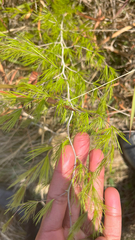 Asparagus laricinus, photograph author not stated, no rights reserved