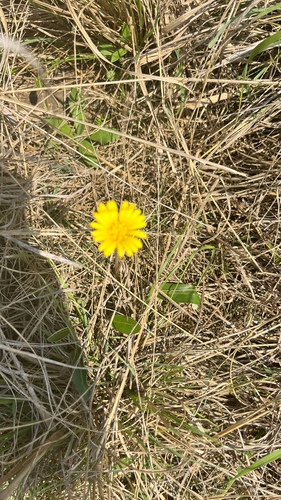 Gerbera ambigua