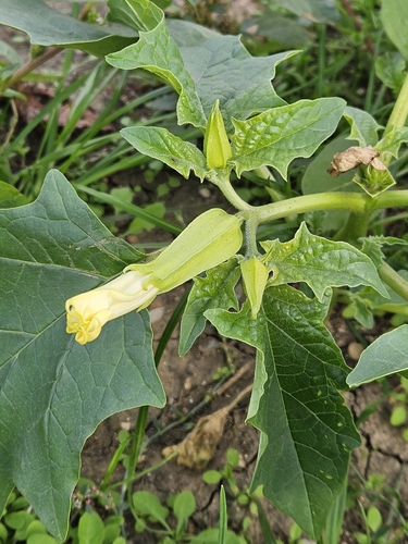 jimsonweed