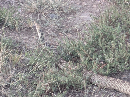 Bullsnake