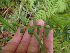 Vaccinium macrocarpon