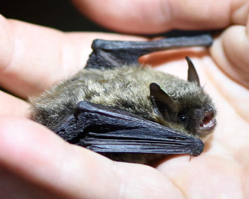Brandt's Myotis
