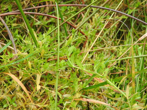Bog Stitchwort