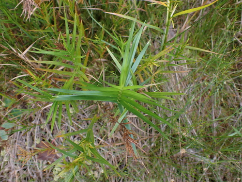Dulichium arundinaceum