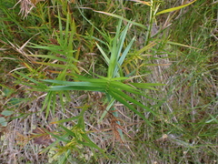 Dulichium arundinaceum