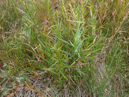 Dulichium arundinaceum, photograph 1