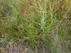Dulichium arundinaceum, photograph (c) Steven Lamonde, some rights reserved (CC BY)