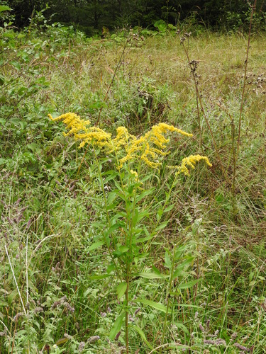 Canada goldenrod