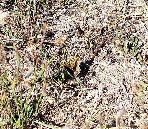 Glanville Fritillary