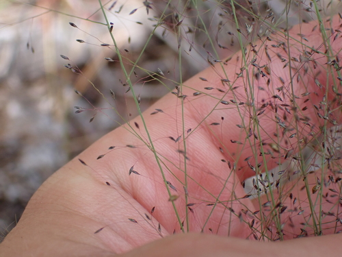 Muhlenbergia uniflora, 2026-08-27