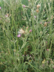 Carduus pycnocephalus