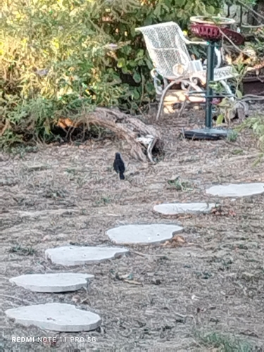 Eurasian Blackbird