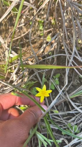 Small yellow star-flower (Hypoxis argentea)