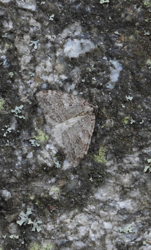Autumnal Moth