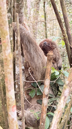 Southern Maned Sloth