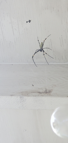 Joro Spider