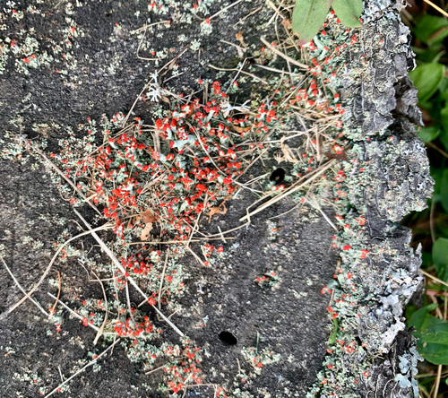 British soldier lichen