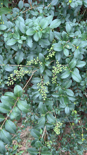 Chinese privet