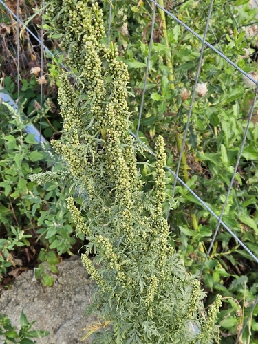 Artemisia tournefortiana