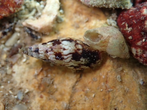 Mitrella scripta observed 2026-09-09