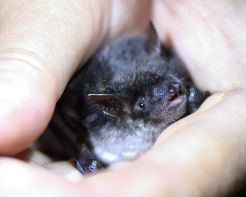 Pond Bat