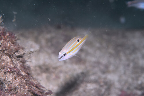 Lutjanus quinquelineatus observed 2026-09-22