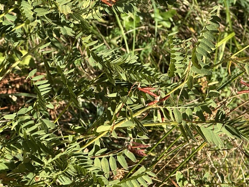 Wood Bitter-vetch