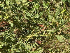 Vicia orobus