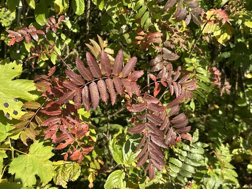 European mountain ash