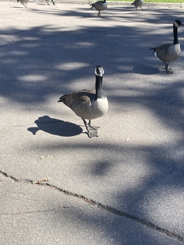 Canada Goose
