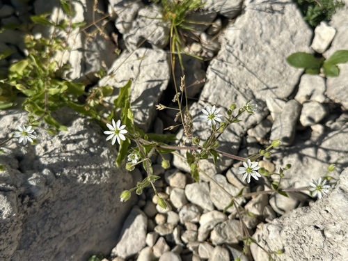 Water Chickweed