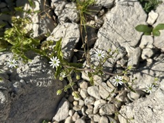 Stellaria aquatica, photograph (c) Jason Grant, some rights reserved (CC BY)