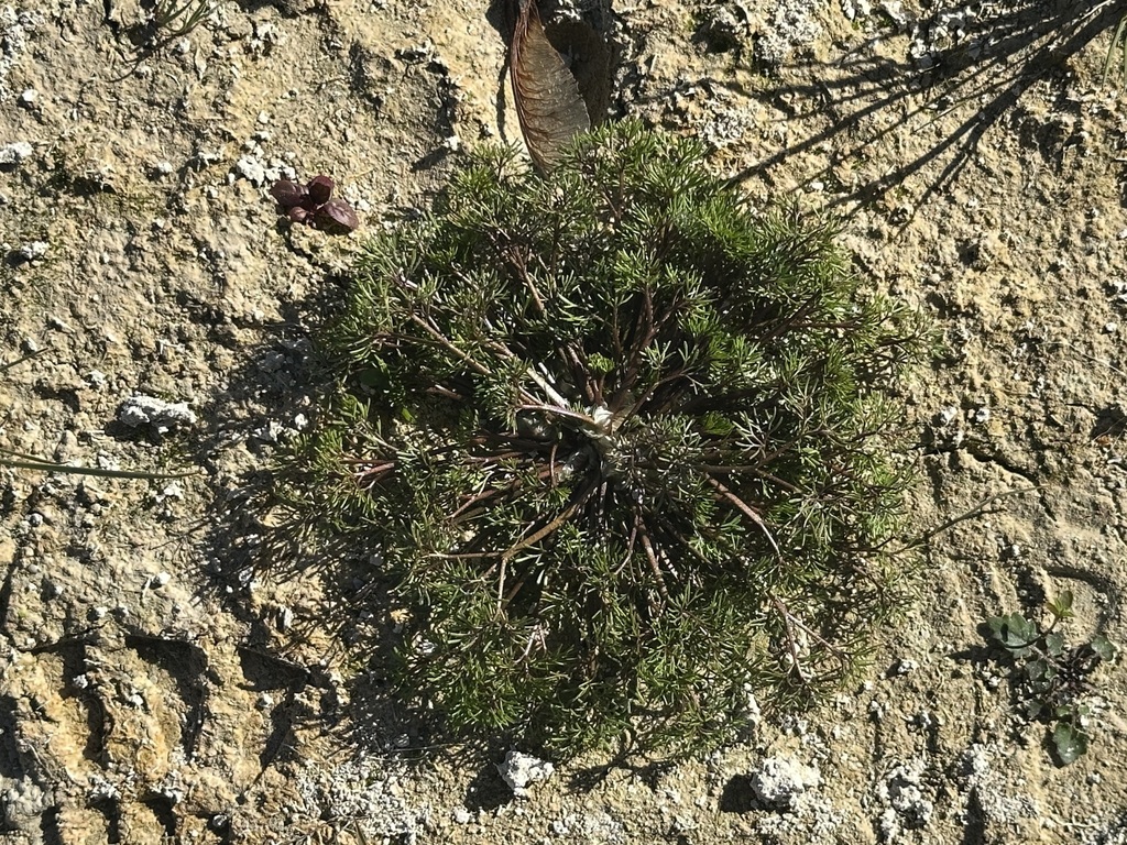 Ranunculus trichophyllus; photograph (c) Jason Grant, some rights reserved (CC BY)