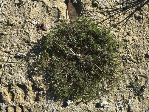 Thread-leaved Water-crowfoot