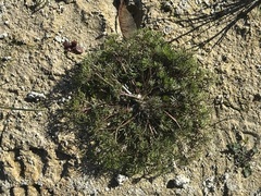 Ranunculus trichophyllus