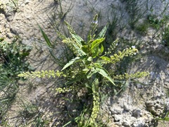 Veronica anagallis-aquatica