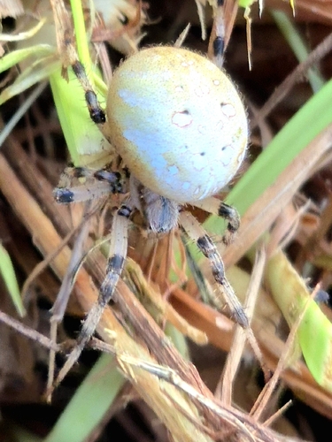 Four-spot Orbweaver