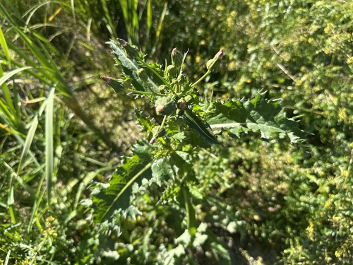 prickly sowthistle